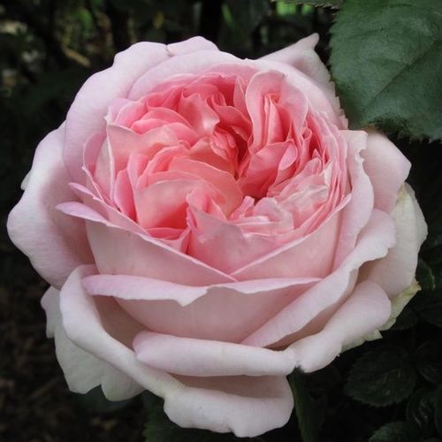 Vendita, rose Rosa Myriam™ - rosa intensamente profumata - Rose Romantiche - Rosa ad alberello - rosa - Anne G. Cocker0 - 0